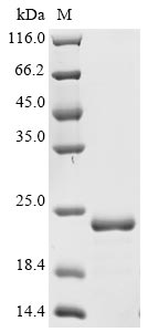Recombinant Enterobacteria phage T4 Recombination protein uvsY (uvsY)