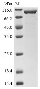 Recombinant Streptococcus pneumoniae serotype 4 Pneumolysin (ply), Biotinylated