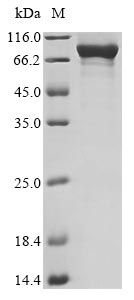 Recombinant Human 2-5A-dependent ribonuclease (RNASEL)