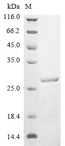 Recombinant Danio rerio Fin bud initiation factor (fibin)