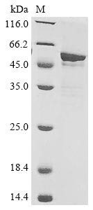 Recombinant Saccharomyces cerevisiae Medium-chain fatty acid ethyl ester synthase/esterase 2 (EHT1)