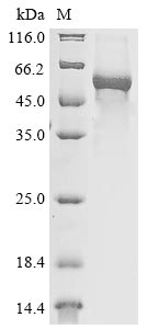 Recombinant Mouse E3 ubiquitin-protein ligase TRIM21 (Trim21)