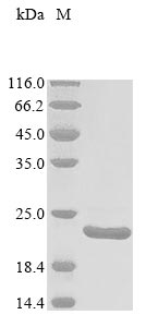 Recombinant Thermus aquaticus DNA mismatch repair protein mutL (mutL), partial