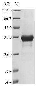 Recombinant Human DNA polymerase theta (POLQ), partial
