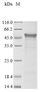 Recombinant WU polyomavirus Major capsid protein VP1