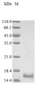 Recombinant Human Lysophosphatidic acid receptor 3 (LPAR3), partial