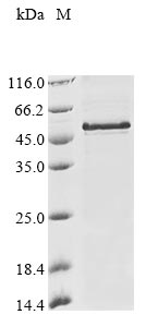 Recombinant Triticum aestivum Dehydrin COR410 (COR410)