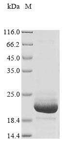 Recombinant Pig Fatty acid-binding protein, heart (FABP3)