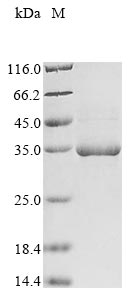Recombinant Mouse Granzyme C (Gzmc)