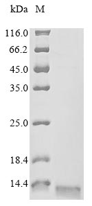 Recombinant Human C-C chemokine receptor type 6 (CCR6), partial