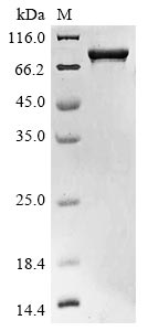 Recombinant Human Dystroglycan (DAG1), partial