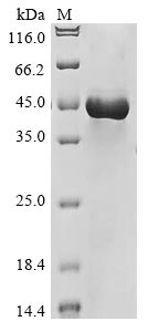 Recombinant Rat Lysosomal acid lipase/cholesteryl ester hydrolase (Lipa)