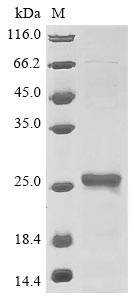 Recombinant Saccharomyces cerevisiae Glutathione peroxidase-like peroxiredoxin 2 (GPX2)