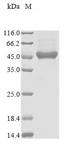 Recombinant Human Breast cancer metastasis-suppressor 1-like protein (BRMS1L)
