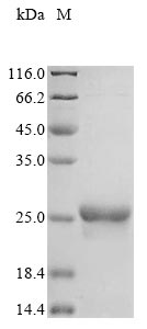 Recombinant Saccharomyces cerevisiae Glutathione peroxidase-like peroxiredoxin 2 (GPX2)