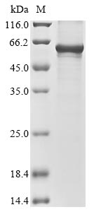 Recombinant Mouse Wilms tumor protein homolog (Wt1)