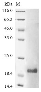 Recombinant Mouse Group 10 secretory phospholipase A2 (Pla2g10)