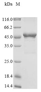 Recombinant Human UDP-GlcNAc:betaGal beta-1,3-N-acetylglucosaminyltransferase 7 (B3GNT7), partial