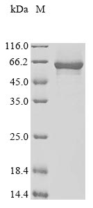 Recombinant Human Protein FAM131A (FAM131A)