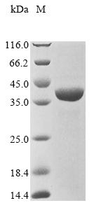 Recombinant Staphylococcus epidermidis Shikimate dehydrogenase (NADP(+)) (aroE)
