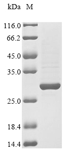 Recombinant Horse Insulin (INS), partial