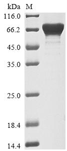 Recombinant Mouse Sialidase-4 (Neu4)