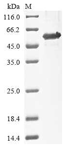 Recombinant Human Interferon regulatory factor 1 (IRF1) (C83S)