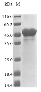 Recombinant Shigella flexneri Invasin ipaC (ipaC)