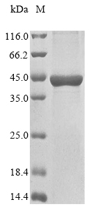 Recombinant Aeromonas hydrophila subsp. hydrophila D-erythrose-4-phosphate dehydrogenase (epd)