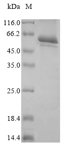 Recombinant Gossypium hirsutum Homeobox protein knotted-1-like 6 (LOC107939280)