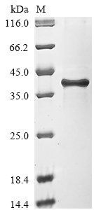 Recombinant Saccharomyces cerevisiae Dolichyl-phosphate-mannose--protein mannosyltransferase 1 (PMT1), partial