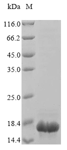 Recombinant Mouse Calmodulin regulator protein PCP4 (Pcp4)