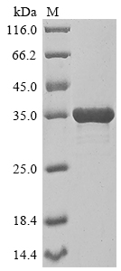 Recombinant Saccharomyces cerevisiae Dolichyl-phosphate-mannose--protein mannosyltransferase 2 (PMT2), partial
