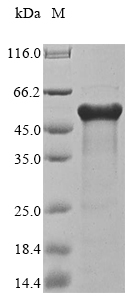Recombinant Staphylococcus aureus Serine-aspartate repeat-containing protein D (sdrD), partial