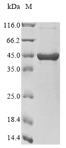 Recombinant Chlamydia trachomatis Major outer membrane porin, serovar C (ompA)