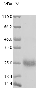 Recombinant Human Cornifin-A (SPRR1A)