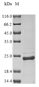 Recombinant Staphylococcus aureus Chemotaxis inhibitory protein (chp)