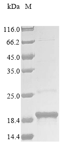 Recombinant Synechocystis sp. Carbon dioxide-concentrating mechanism protein CcmK homolog 2 (ccmK2)