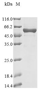 Recombinant Mouse Aldehyde dehydrogenase, dimeric NADP-preferring (Aldh3a1)