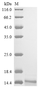 Recombinant Mouse Alpha-2-macroglobulin receptor-associated protein (Lrpap1), partial