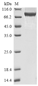 Recombinant Human Signal transducer and activator of transcription 3 (STAT3)