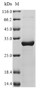 Recombinant Human 40S ribosomal protein S3 (RPS3)