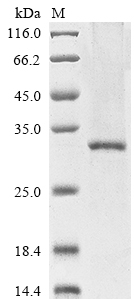 Recombinant Human Brain-derived neurotrophic factor (BDNF)
