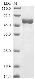 Recombinant Mouse Carnosine N-methyltransferase (Carnmt1), partial
