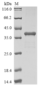 Recombinant Danio rerio Interferon-induced GTP-binding protein MxA (mxa), partial