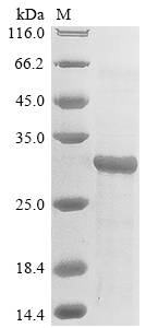Recombinant Epstein-Barr virus Glycoprotein 42 (BZLF2), partial