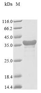 Recombinant Saccharomyces cerevisiae Serine/threonine-protein kinase STE11 (STE11), partial