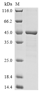 Recombinant Human Histone H2AX (H2AFX)