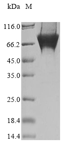 Recombinant Arabidopsis thaliana Pentatricopeptide repeat-containing protein At3g42630