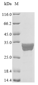 Recombinant Escherichia coli Chaperone protein fimC (fimC)